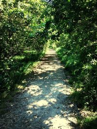 Narrow walkway along trees