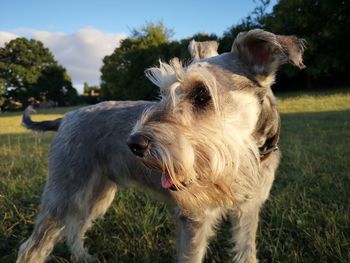 Dog standing on field