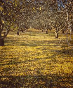 View of yellow flowers on field