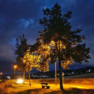 Trees against sky at night