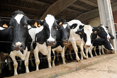 Cows on zebra crossing