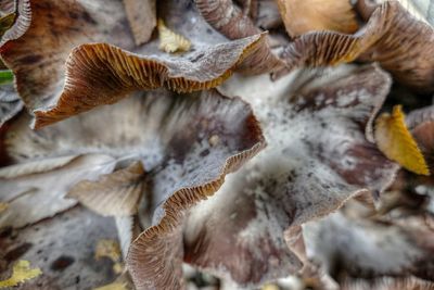 Close-up of mushrooms