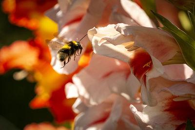 Close-up of bee pollinating on flower