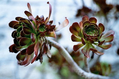 Close-up of plant against blurred background