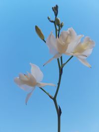 Close-up of white flowers blooming outdoors