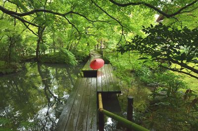 Gazebo by trees in forest