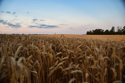 Wheat field against sky