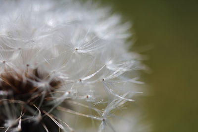 Close-up of dandelion on plant