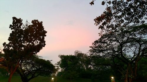 Low angle view of trees against sky