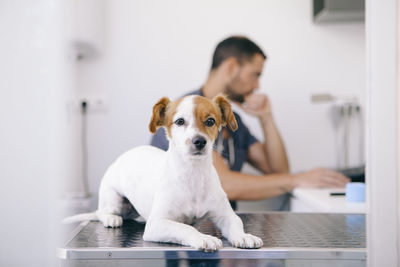 Portrait of puppy sitting on table with veterinarian in background