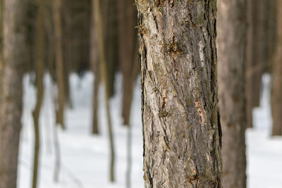 Close-up of tree trunk during winter