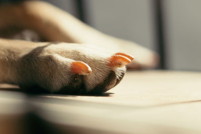 Close-up of a dog paw at home