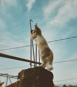 Low angle view of cat looking away against sky