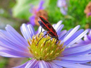 Close-up of butterfly pollinating on purple flower