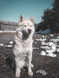View of dog on snow field