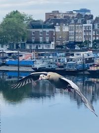 View of seagulls by lake in city