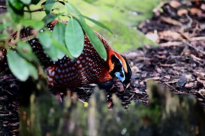 Close-up of butterfly on leaf