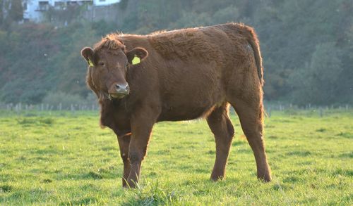 Cow standing on field