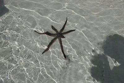 High angle view of turtle in sea