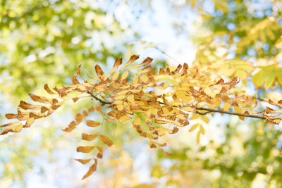 Autumn leaves on the tree. background from leaves. rowan leaves against the sky. blurred background