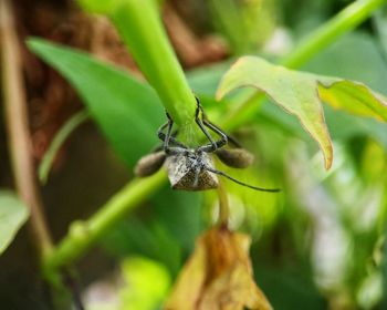 Close-up of insect on plant