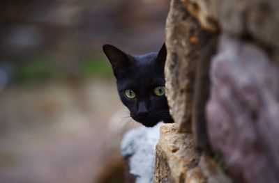 Close-up portrait of a cat