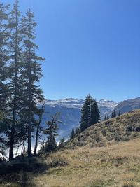 Low angle view of trees against clear blue sky