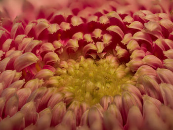 Full frame shot of pink flowering plants