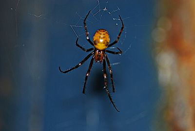 Close-up of spider and web