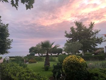 Trees and plants in garden against sky