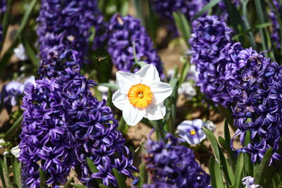 Close-up of purple flowering plants