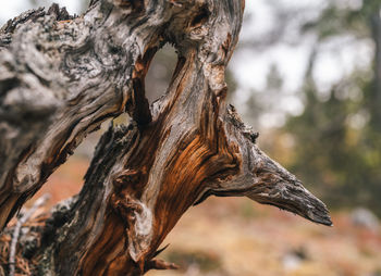 Close-up of tree trunk