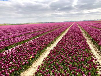 Fresh pink flowers on field against sky