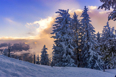 Snow covered trees against sky