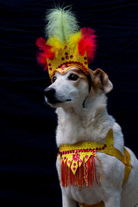 Dog looking away against black background
