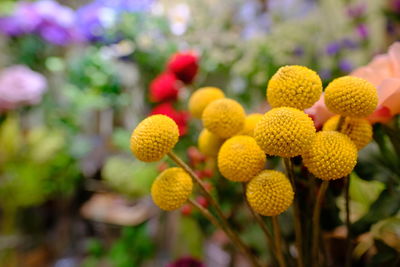 Close-up of yellow flowering plants