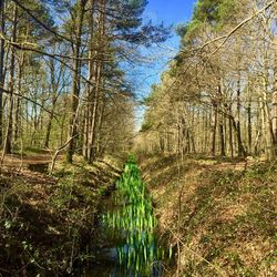 View of trees in forest