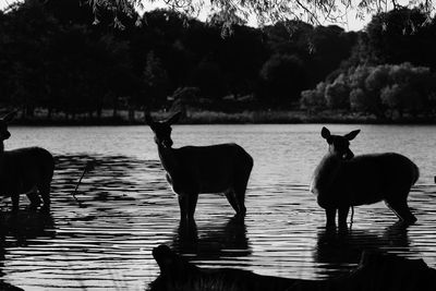 Silhouette of dog in lake