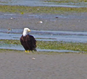 Bird on shore at beach