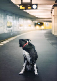 Dog at railroad station platform