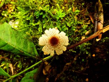 Close-up of flower blooming outdoors