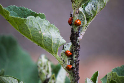 Close-up of ladybug on plant