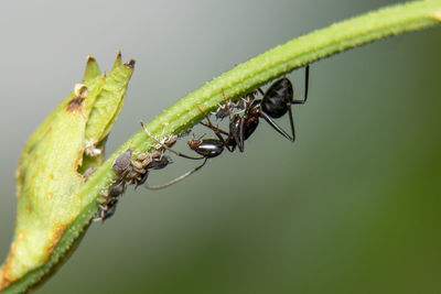 Close-up of ant on leaf