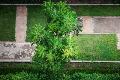 High angle view of plants growing in garden
