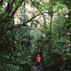 Rear view of woman standing amidst trees at forest