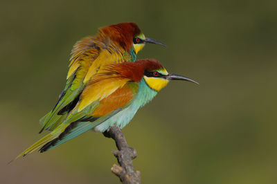 Close-up of bird perching on branch