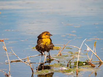 Bird perching on a lake