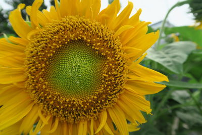 Close-up of sunflower blooming outdoors