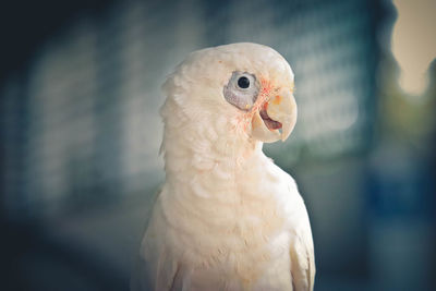 Close-up of a bird