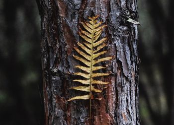 Close-up of tree trunk in forest